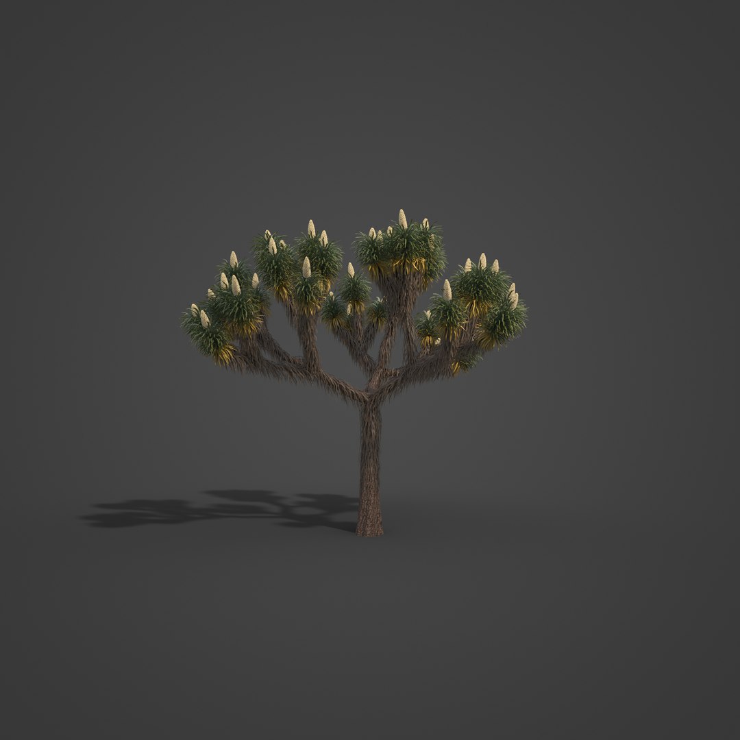 3D 2021 PBR Joshua Tree Collection - Yucca Brevifolia https://p.turbosquid.com/ts-thumb/Y0/8vRKp1/AO/sw19_all_rbt_v01_1002/jpg/1625090328/1920x1080/fit_q87/f1c4adb2975b35cc5f99390a49382675f1e962b8/sw19_all_rbt_v01_1002.jpg