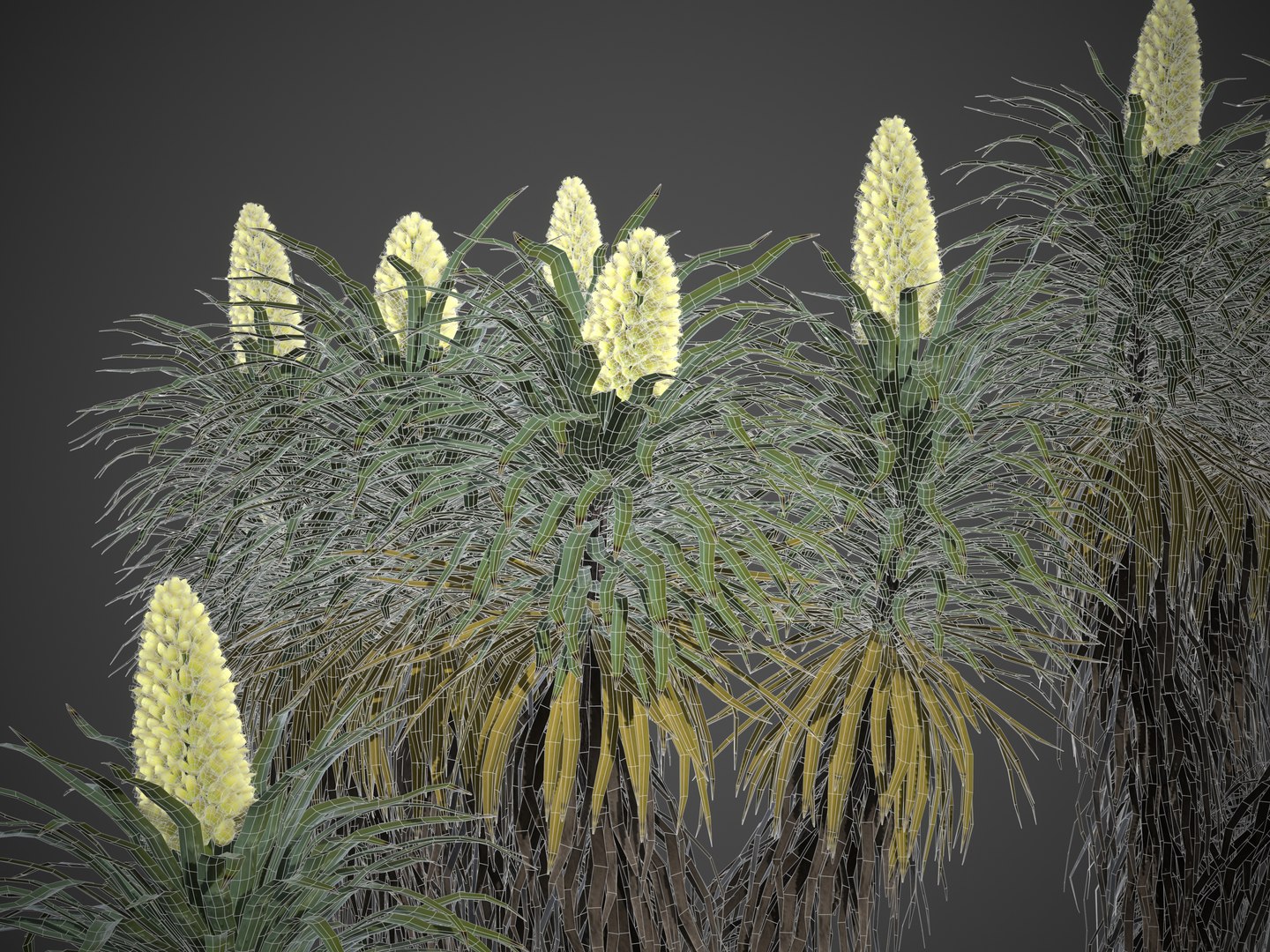 3D 2021 PBR Joshua Tree Collection - Yucca Brevifolia https://p.turbosquid.com/ts-thumb/Y0/8vRKp1/pz/screenshot016/jpg/1625090330/1920x1080/fit_q87/3d3b1d4b0f171f10b752647a6253b3f50a709ac9/screenshot016.jpg