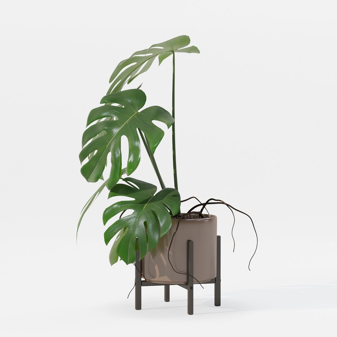 Monstera in modern pot 3D model https://p.turbosquid.com/ts-thumb/Y0/FIyaDU/1u/6650007/jpg/1707220961/1920x1080/fit_q87/7dd7947a5af539dcc49cb355984a0320b7309518/6650007.jpg