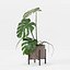 Monstera en maceta moderna