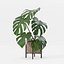 Monstera en maceta moderna