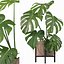 Monstera en maceta moderna