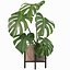 Monstera en maceta moderna