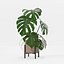 Monstera en maceta moderna