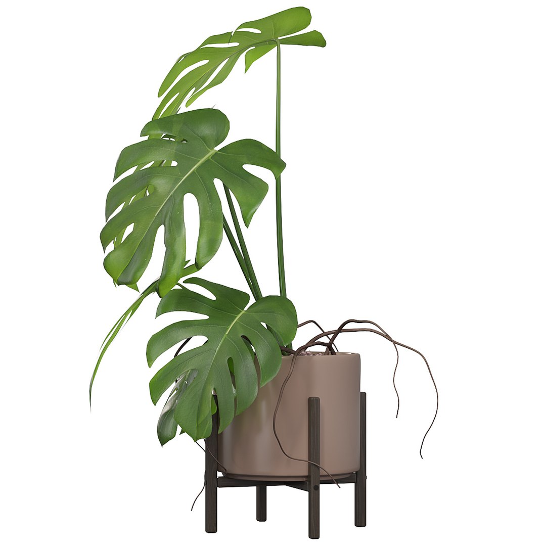 Monstera in modern pot 3D model https://p.turbosquid.com/ts-thumb/Y0/FIyaDU/8k/monstera2/jpg/1707220975/1920x1080/fit_q87/15bbaefd142080658263f7b4d8f75db6de22101f/monstera2.jpg