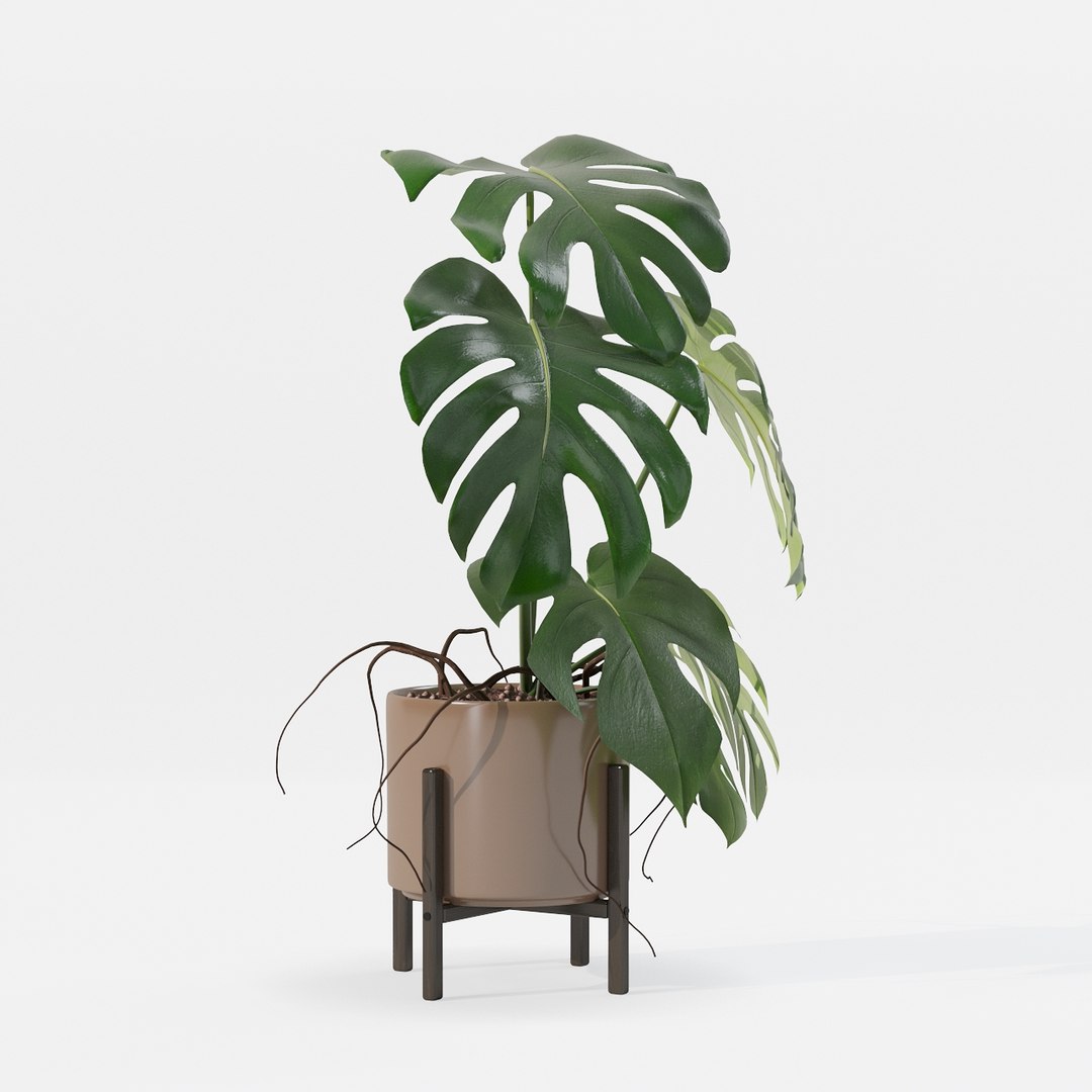 Monstera in modern pot 3D model https://p.turbosquid.com/ts-thumb/Y0/FIyaDU/9B/6650018/jpg/1707220970/1920x1080/fit_q87/05b28d09da58d18db58c60bbe924f5fe4a5d273b/6650018.jpg