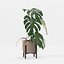 Monstera en maceta moderna