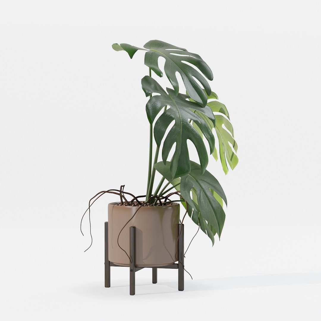 Monstera in modern pot 3D model https://p.turbosquid.com/ts-thumb/Y0/FIyaDU/AH/6650017/jpg/1707220971/1920x1080/fit_q87/b6c8fbf23fe8006d87c7e5a21760de0b234df140/6650017.jpg