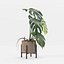 Monstera en maceta moderna