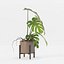 Monstera en maceta moderna