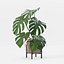 Monstera en maceta moderna