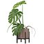 Monstera en maceta moderna