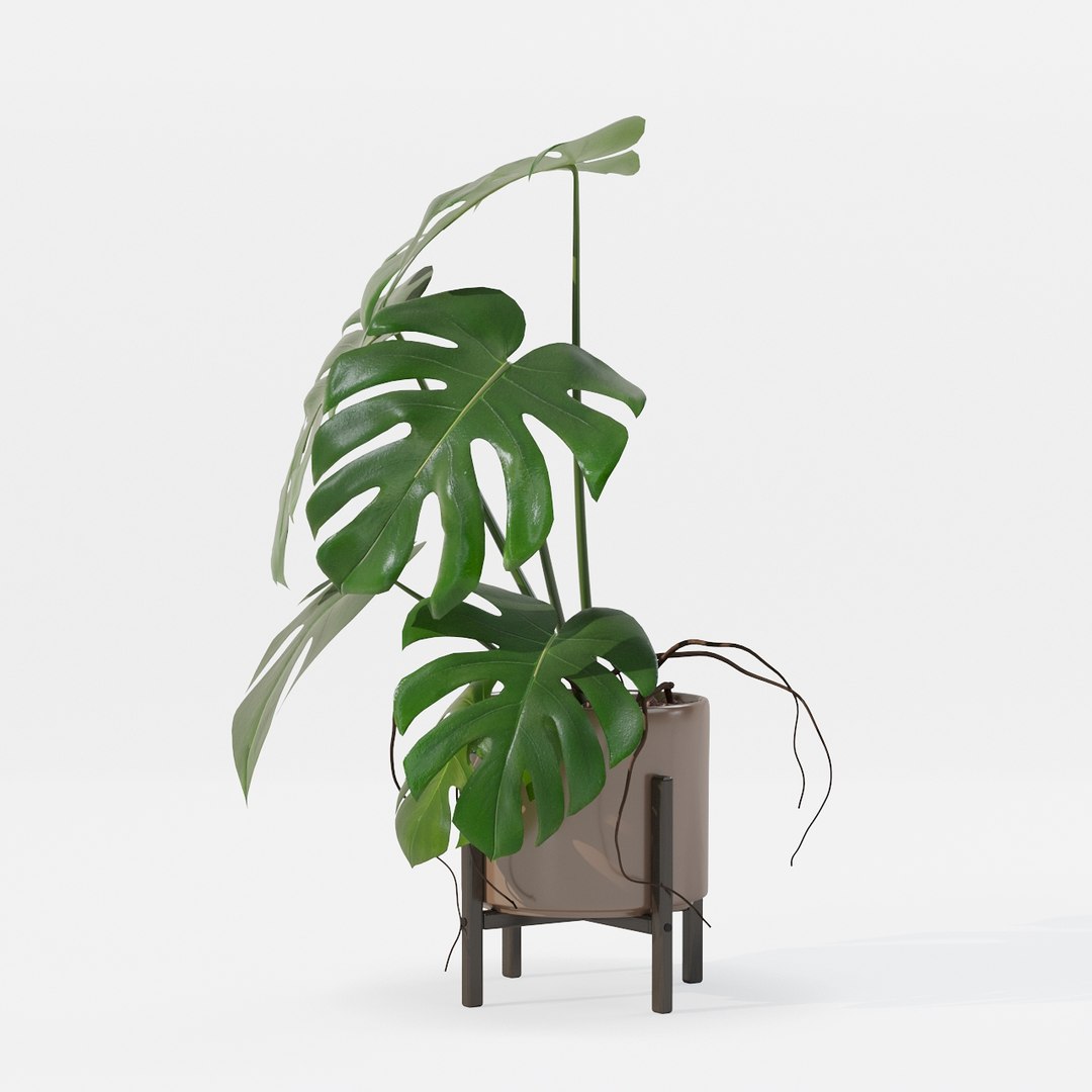 Monstera in modern pot 3D model https://p.turbosquid.com/ts-thumb/Y0/FIyaDU/IJ/6650006/jpg/1707220965/1920x1080/fit_q87/fd502cf0de484aa3df1818bdf5aa0f3e8f4c8ff7/6650006.jpg