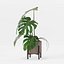 Monstera en maceta moderna