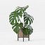 Monstera en maceta moderna