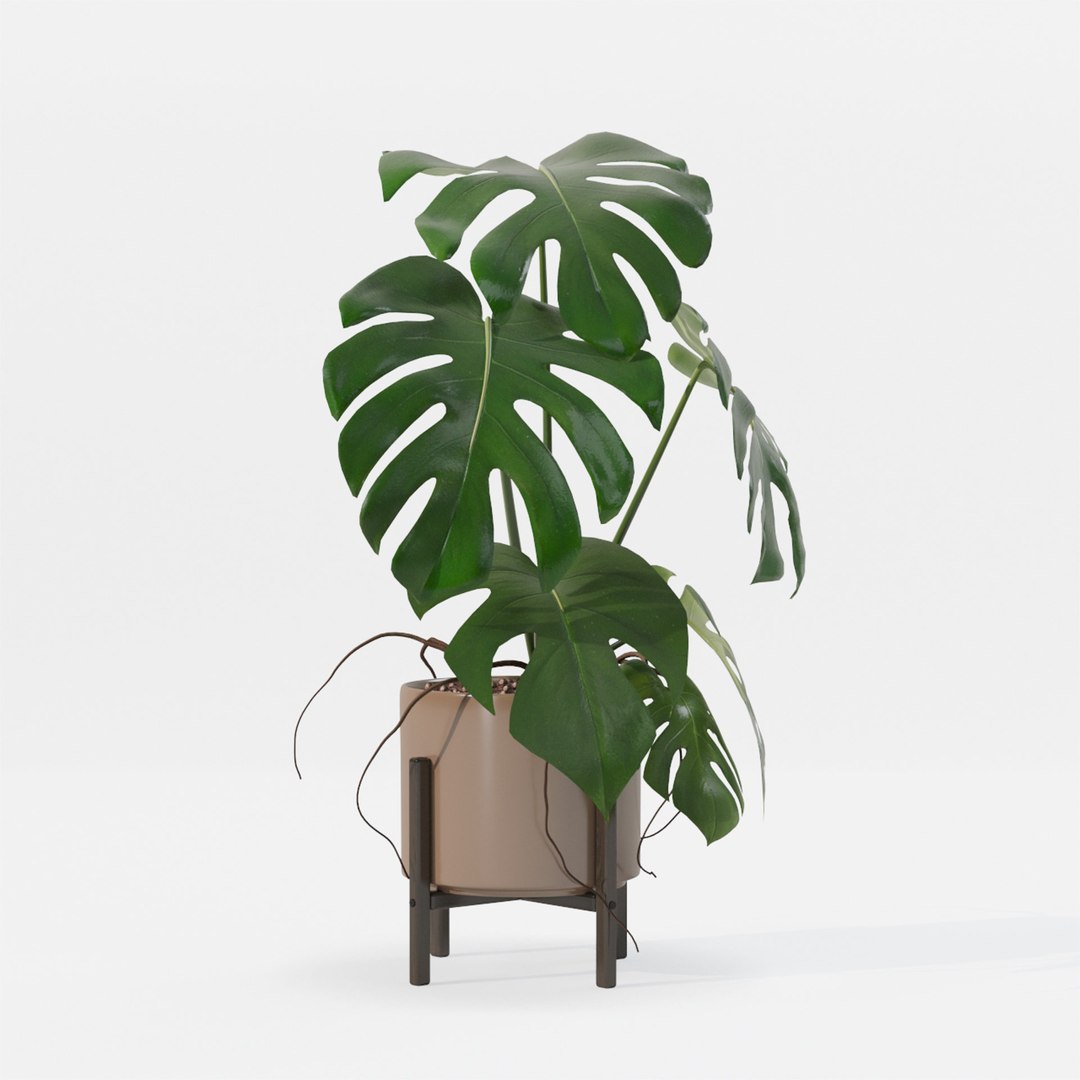 Monstera in modern pot 3D model https://p.turbosquid.com/ts-thumb/Y0/FIyaDU/LX/6/jpg/1707221460/1920x1080/fit_q87/1405c4d43cce5069827e936f5b58d3a414ec13a9/6.jpg