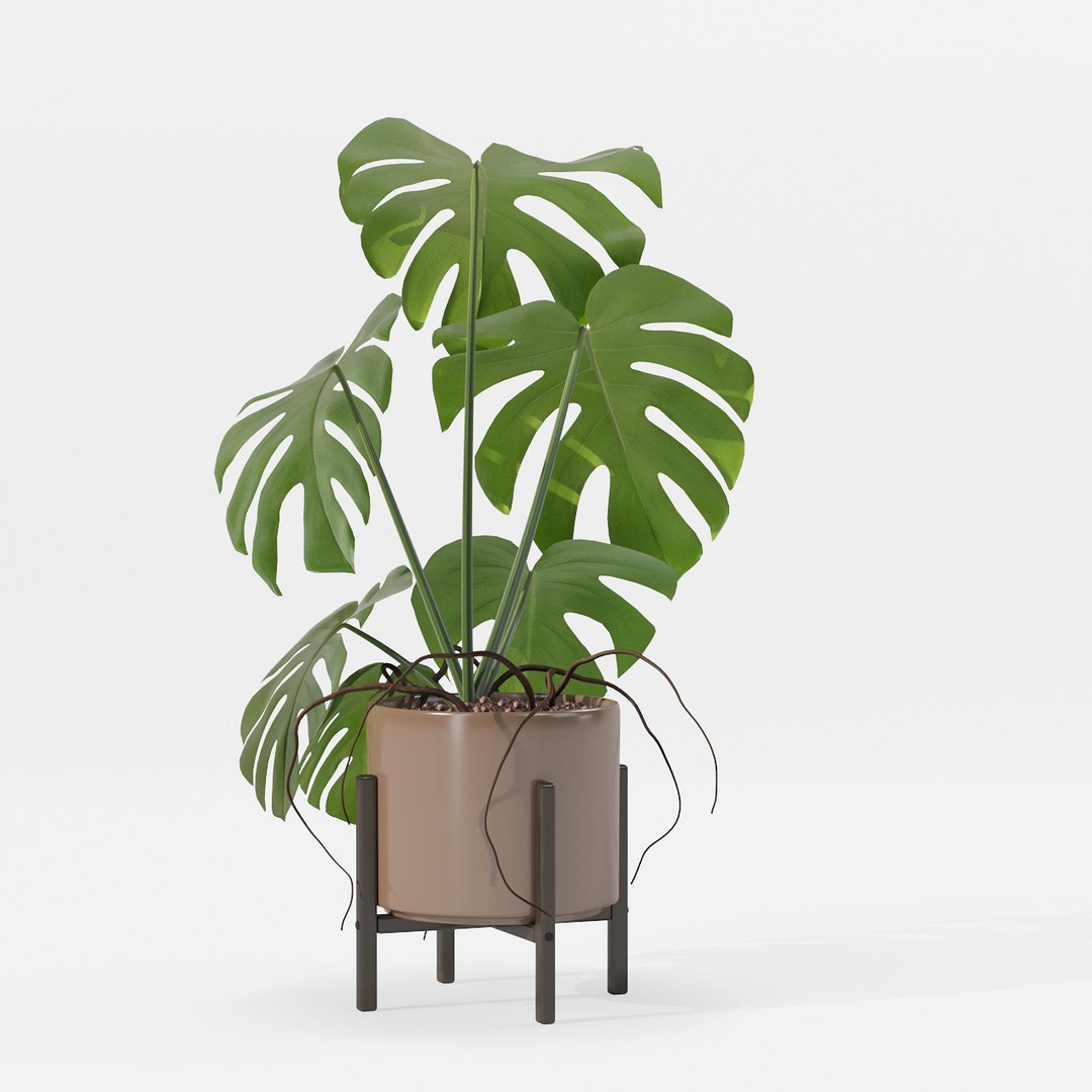Monstera in modern pot 3D model https://p.turbosquid.com/ts-thumb/Y0/FIyaDU/PC/6650011/jpg/1707220966/1920x1080/fit_q87/571d6bebb8f755b90eabc4b5641c149d8398f9b4/6650011.jpg