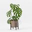 Monstera en maceta moderna