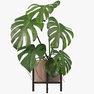 Monstera in modern pot 3D model