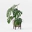 Monstera en maceta moderna