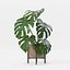 Monstera en maceta moderna