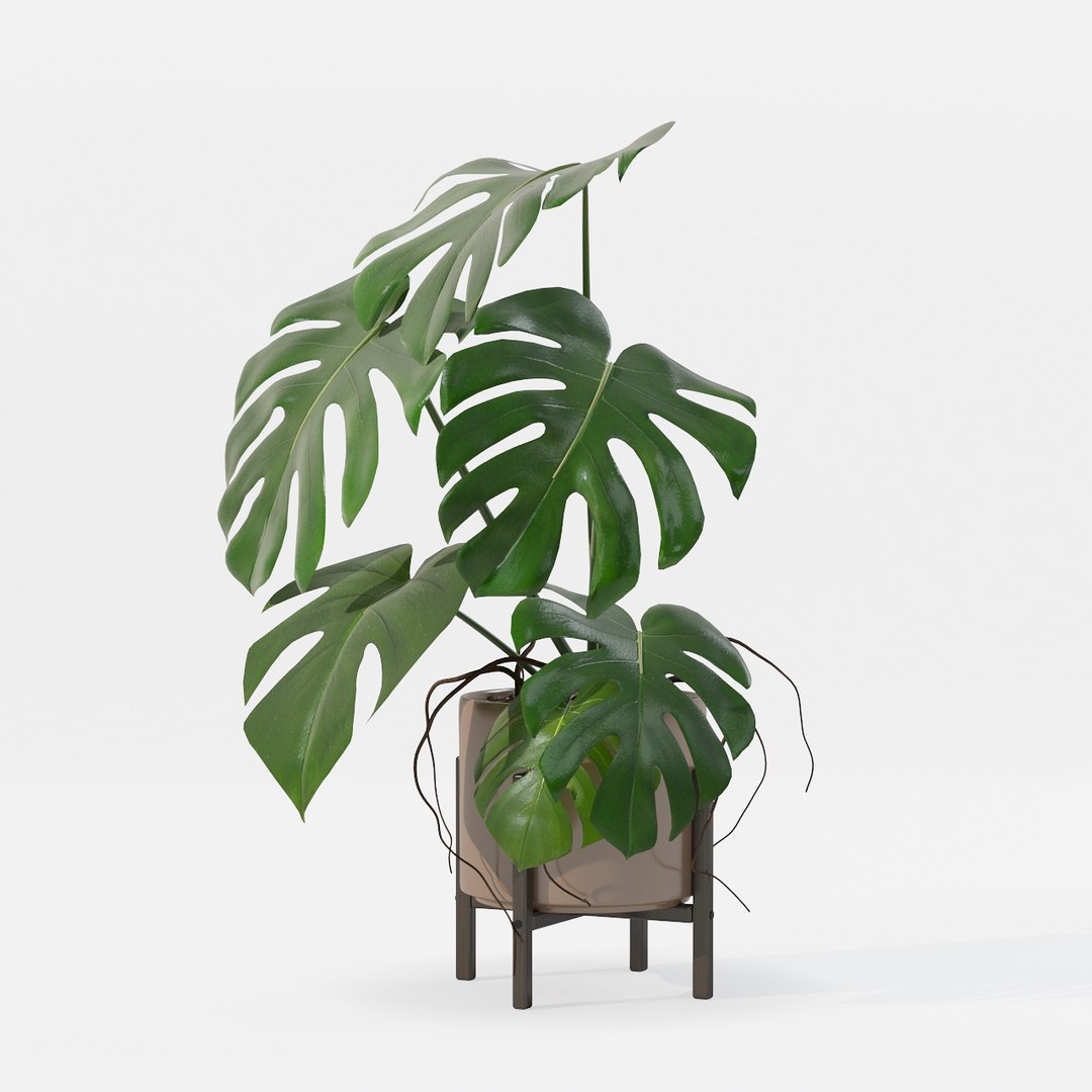 Monstera in modern pot 3D model https://p.turbosquid.com/ts-thumb/Y0/FIyaDU/c1/6650004/jpg/1707220960/1920x1080/fit_q87/cfcf828cf204516a771b8afb8233e4ba790d9cb9/6650004.jpg