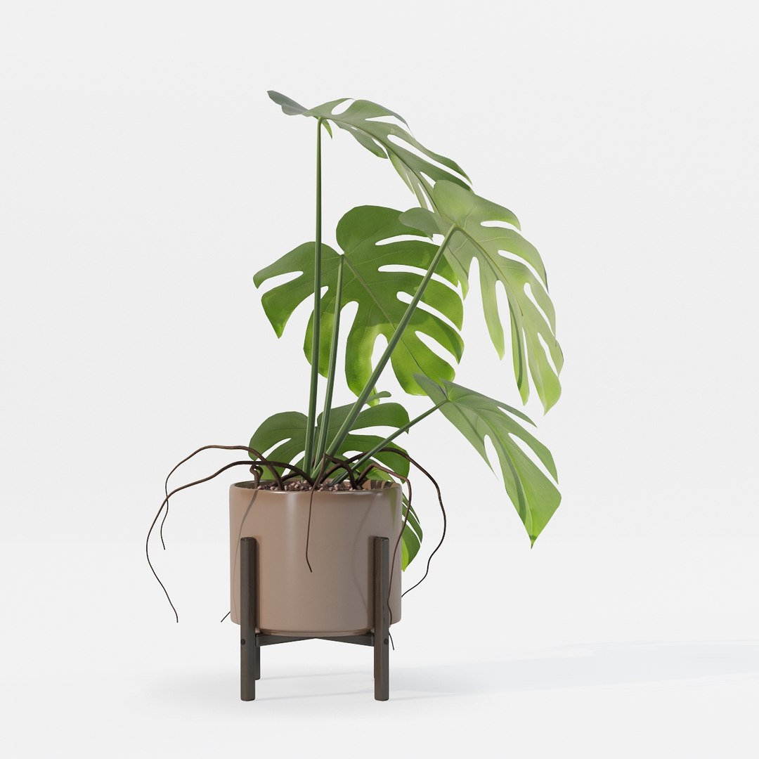 Monstera in modern pot 3D model https://p.turbosquid.com/ts-thumb/Y0/FIyaDU/c4/6650014/jpg/1707220968/1920x1080/fit_q87/a6a76a412a8fbadba307883bdc2348b2dc5453f7/6650014.jpg