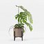 Monstera en maceta moderna