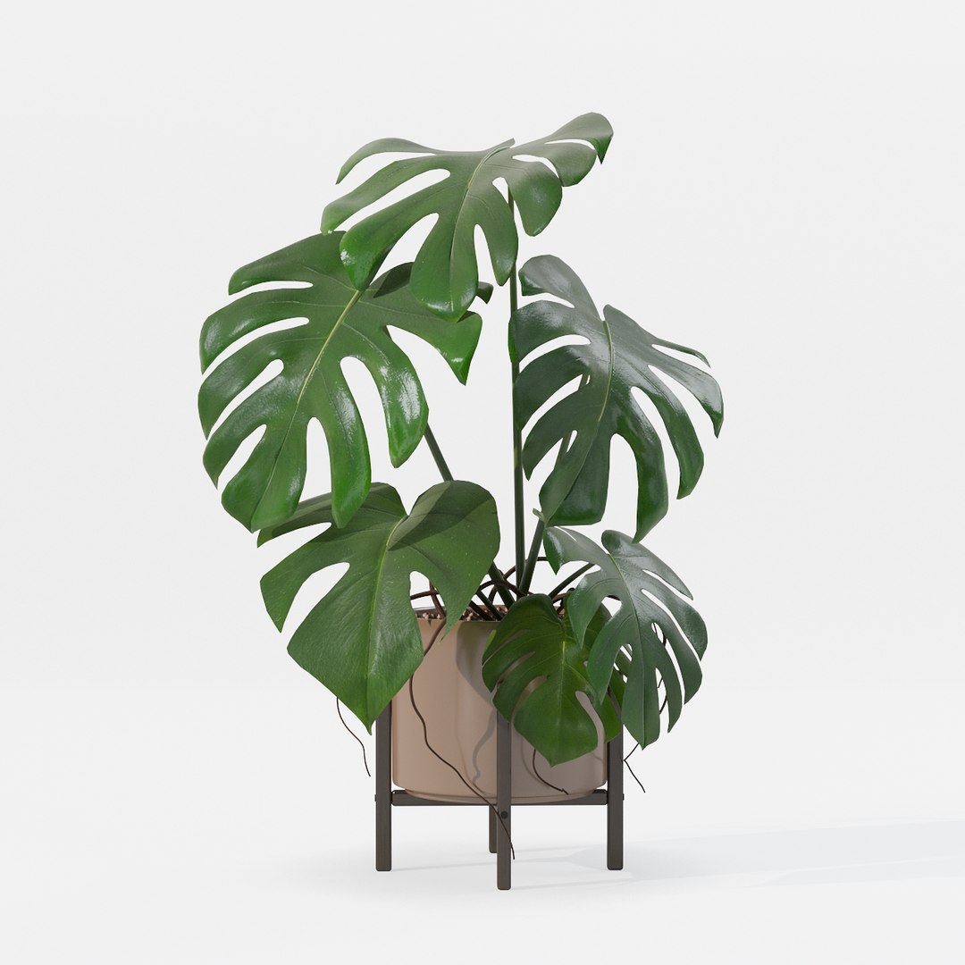 Monstera in modern pot 3D model https://p.turbosquid.com/ts-thumb/Y0/FIyaDU/h8/6650023/jpg/1707220974/1920x1080/fit_q87/400f797d46292acb80f4b38ee23b0b5f2617b102/6650023.jpg