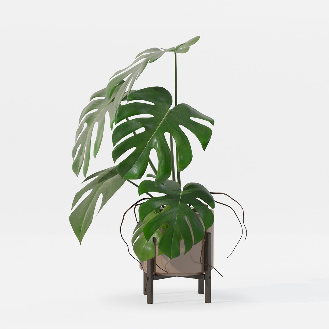 Monstera in modern pot 3D model https://p.turbosquid.com/ts-thumb/Y0/FIyaDU/lB/6650005/jpg/1707220960/1920x1080/fit_q87/78904ef61c5468cd061c1de0e351634bda0536ac/6650005.jpg