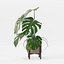 Monstera en maceta moderna