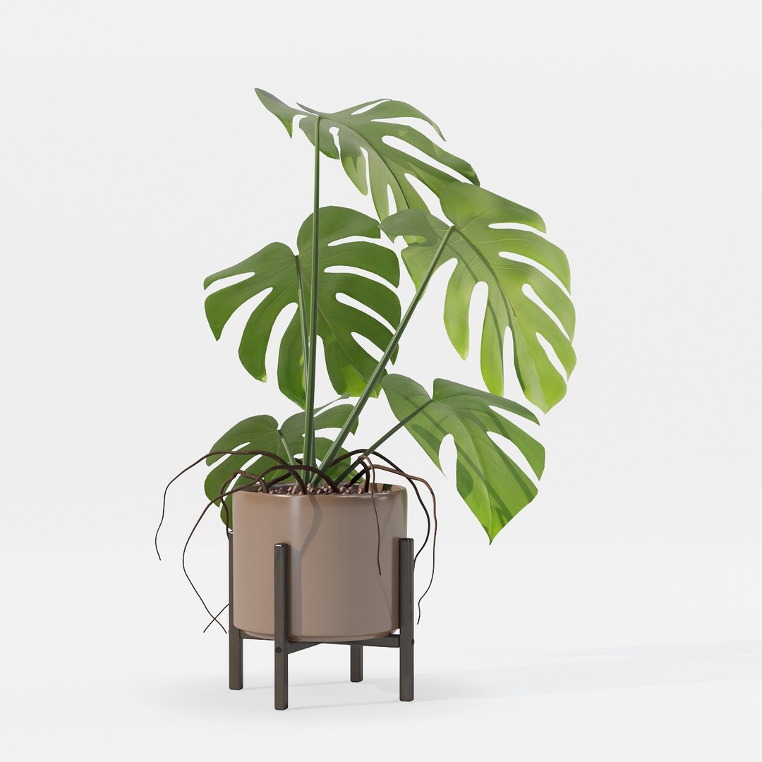 Monstera in modern pot 3D model https://p.turbosquid.com/ts-thumb/Y0/FIyaDU/ll/6650013/jpg/1707220968/1920x1080/fit_q87/8d549ed2a188d0469c8aad59679ac51a1dc0c0cd/6650013.jpg