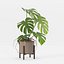 Monstera en maceta moderna