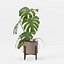 Monstera en maceta moderna