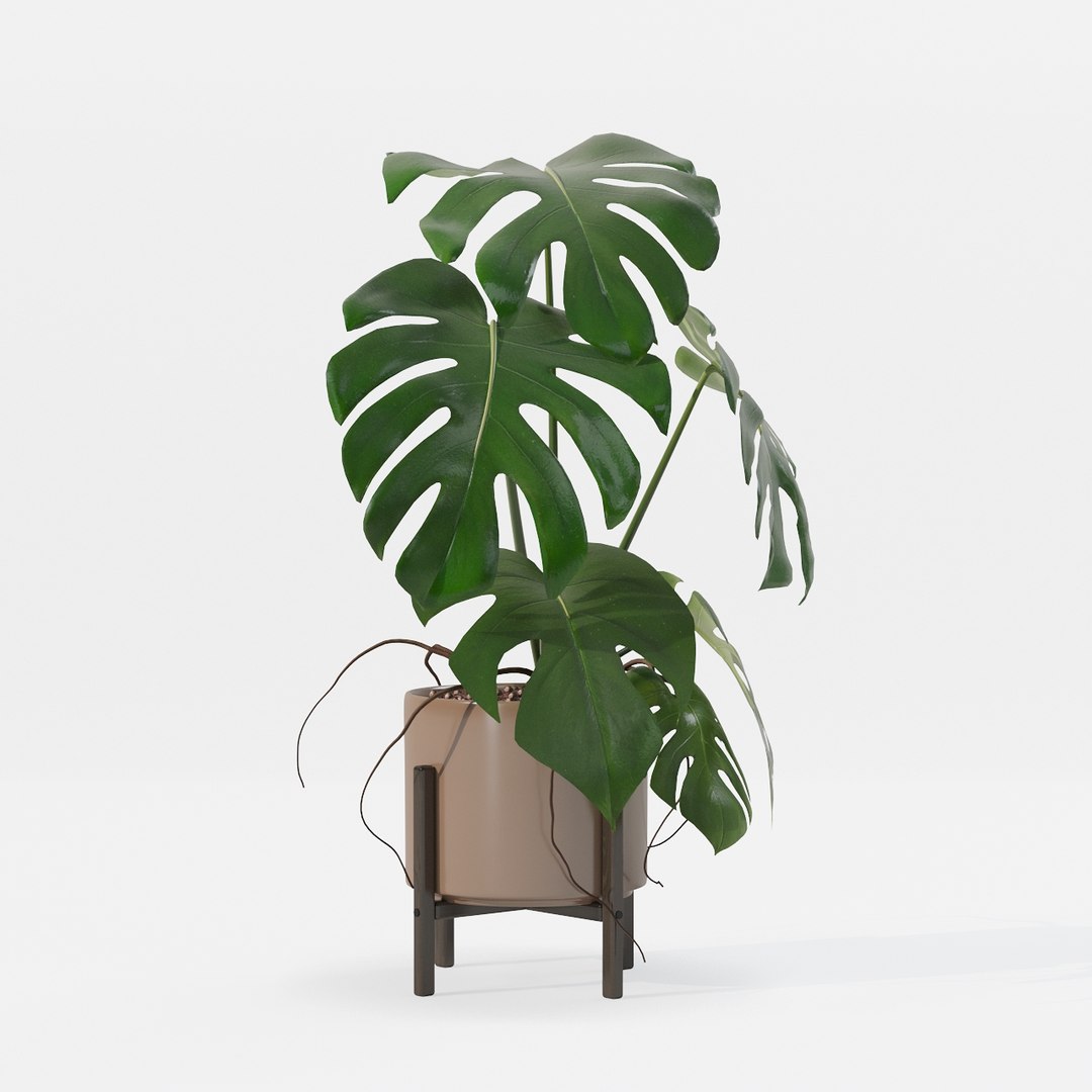 Monstera in modern pot 3D model https://p.turbosquid.com/ts-thumb/Y0/FIyaDU/qH/6650019/jpg/1707220972/1920x1080/fit_q87/33199b452cb2c4e6340c78cba970e2e1451a1648/6650019.jpg