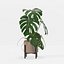 Monstera en maceta moderna