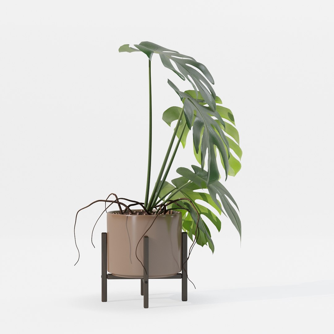 Monstera in modern pot 3D model https://p.turbosquid.com/ts-thumb/Y0/FIyaDU/ql/6650016/jpg/1707220970/1920x1080/fit_q87/5fd30ba4df7227469128aabee8605a9f2ea2653d/6650016.jpg