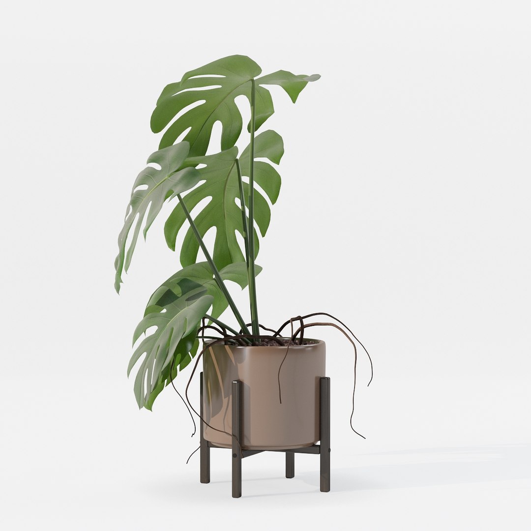 Monstera in modern pot 3D model https://p.turbosquid.com/ts-thumb/Y0/FIyaDU/qq/6650009/jpg/1707220963/1920x1080/fit_q87/c5b58972e2c6e4f0c946ad6dc346484ab01eb1fc/6650009.jpg