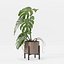 Monstera en maceta moderna