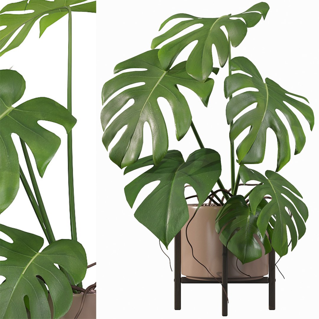 Monstera in modern pot 3D model https://p.turbosquid.com/ts-thumb/Y0/FIyaDU/r5/2/jpg/1707221390/1920x1080/fit_q87/b58f631111492f4fb105fd43aba0e27b297b2828/2.jpg