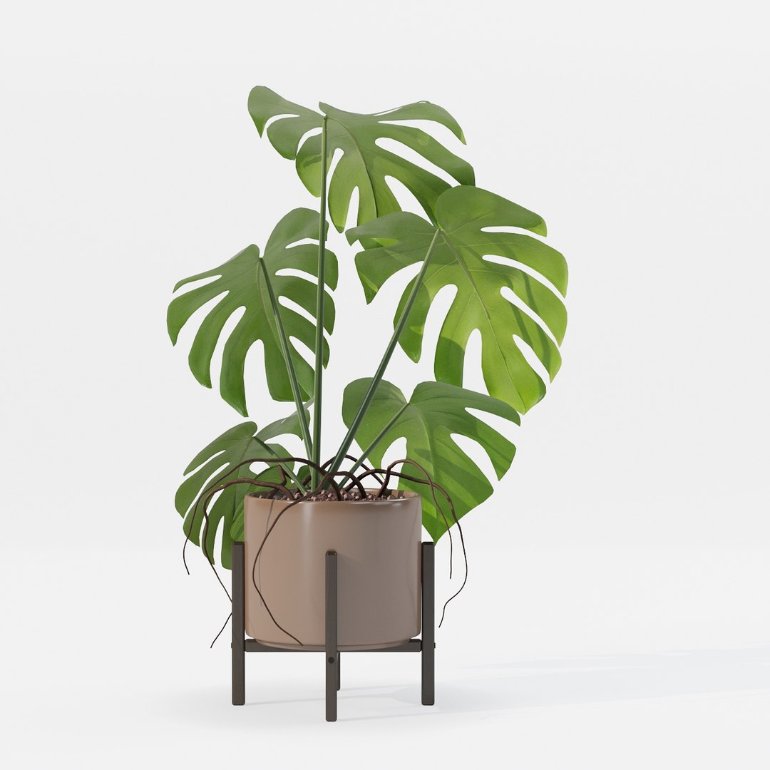 Monstera in modern pot 3D model https://p.turbosquid.com/ts-thumb/Y0/FIyaDU/wJ/6650012/jpg/1707220967/1920x1080/fit_q87/56883a41c6930d47124e47e2a4c8c0f8ca61cdca/6650012.jpg