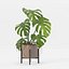 Monstera en maceta moderna