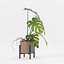 Monstera en maceta moderna