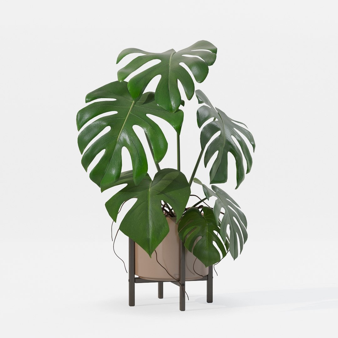 Monstera in modern pot 3D model https://p.turbosquid.com/ts-thumb/Y0/FIyaDU/zg/6650021/jpg/1707220972/1920x1080/fit_q87/27b61e6046f94e8e45f12a5bb48ab384d23613a2/6650021.jpg