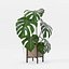 Monstera en maceta moderna