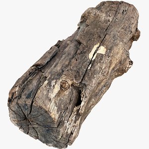 3d scan of Tree trunk 3D