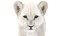 Animated Lion Cub 3D Models Fur | White and Natural Colors 3D model