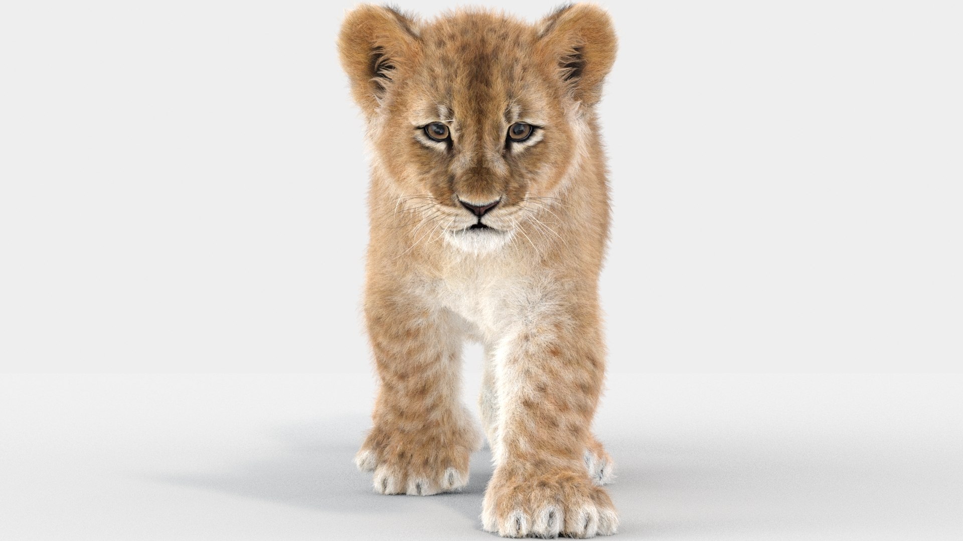 Animated Lion Cub 3D Models Fur | White and Natural Colors 3D model https://p.turbosquid.com/ts-thumb/Y0/JtrFSu/3k/lion_cub_animatedfur02/jpg/1760425879/1920x1080/fit_q87/373d28dfa93e89a38f04a0e7ec2de9840334452d/lion_cub_animatedfur02.jpg
