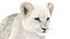 Animated Lion Cub 3D Models Fur | White and Natural Colors 3D model