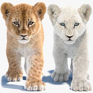Animated Lion Cub 3D Models Fur White and Natural Colors
